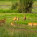 Barasingha or Rucervus duvaucelii or Swamp deer family in group a elusive and vulnerable animal in landscape of chuka ecotourism or pilibhit national park terai forest reserve uttar pradesh india asia