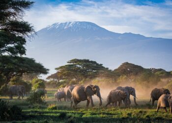 Safari Trails East Africa partners with BRANDit to strengthen its presence in India