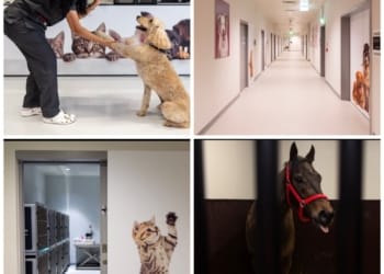 Qatar Airways Cargo elevates live animal transport with launch of advanced Animal Centre