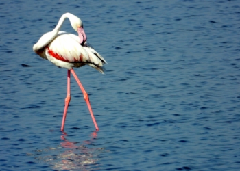 Evoke Experiences unveils “White Rann, The Tent City” in Dholavira 