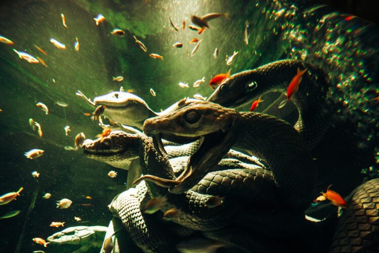 Atlantis Dubai opens the Lost World Aquarium