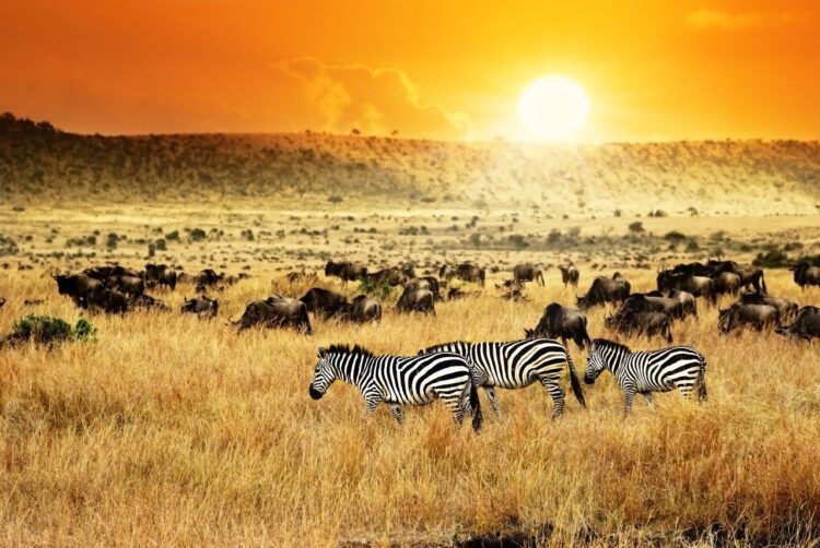 Kenya Tourism Board crowned best in Africa