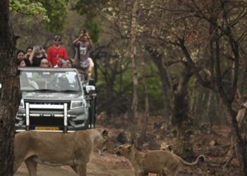 Opulent Oasis Hospitality debuts with Gir retreat ‘Wild Calm’