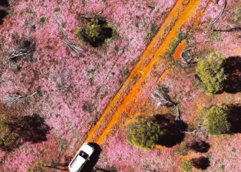Early blooms signal promising 2026 wildflower season on Australia’s Coral Coast
