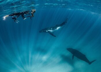 The humpback highway in full swing along Australia’s Coral Coast