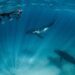 The humpback highway in full swing along Australia’s Coral Coast
