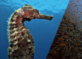 A historic first: Jordan’s Aqaba Marine Reserve listed as UNESCO World Heritage Site