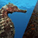 A historic first: Jordan’s Aqaba Marine Reserve listed as UNESCO World Heritage Site