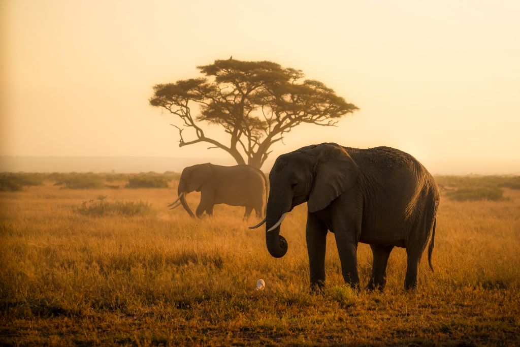 Tanzania’s Tarangire Sopa Lodge introduces night game drives to offer guests a new perspective of the wild